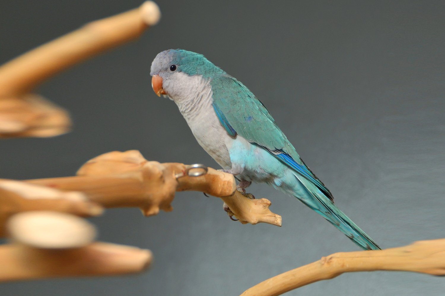 {CATEGORY} - Baby Blue Quaker Talking Parrots