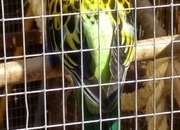 Pair of Rosellas for rehoming