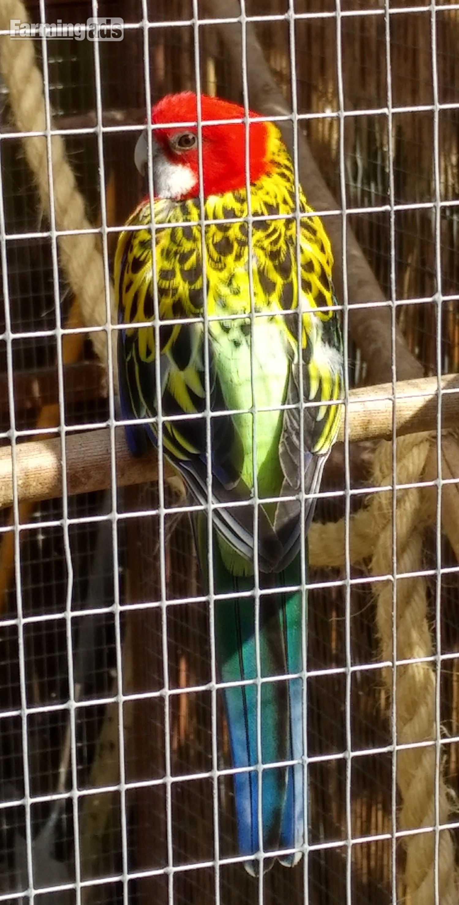Pair of Rosellas for rehoming