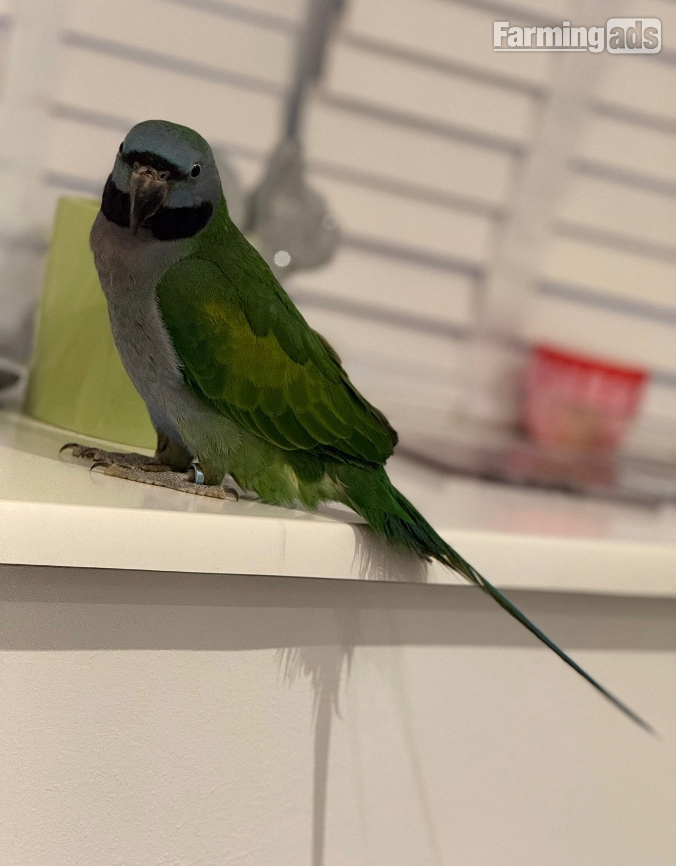 7 month old Derbyan parrot  