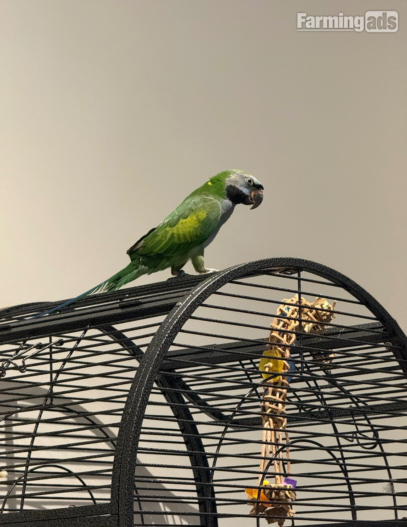  7 month old Derbyan parrot  