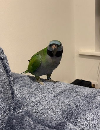 7 month old Derbyan parrot  