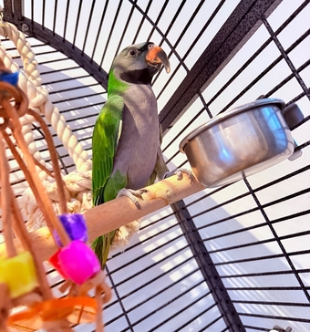 Derbyan parrot looking for new home 