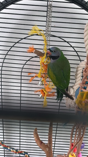 Derbyan parrot looking for new home 