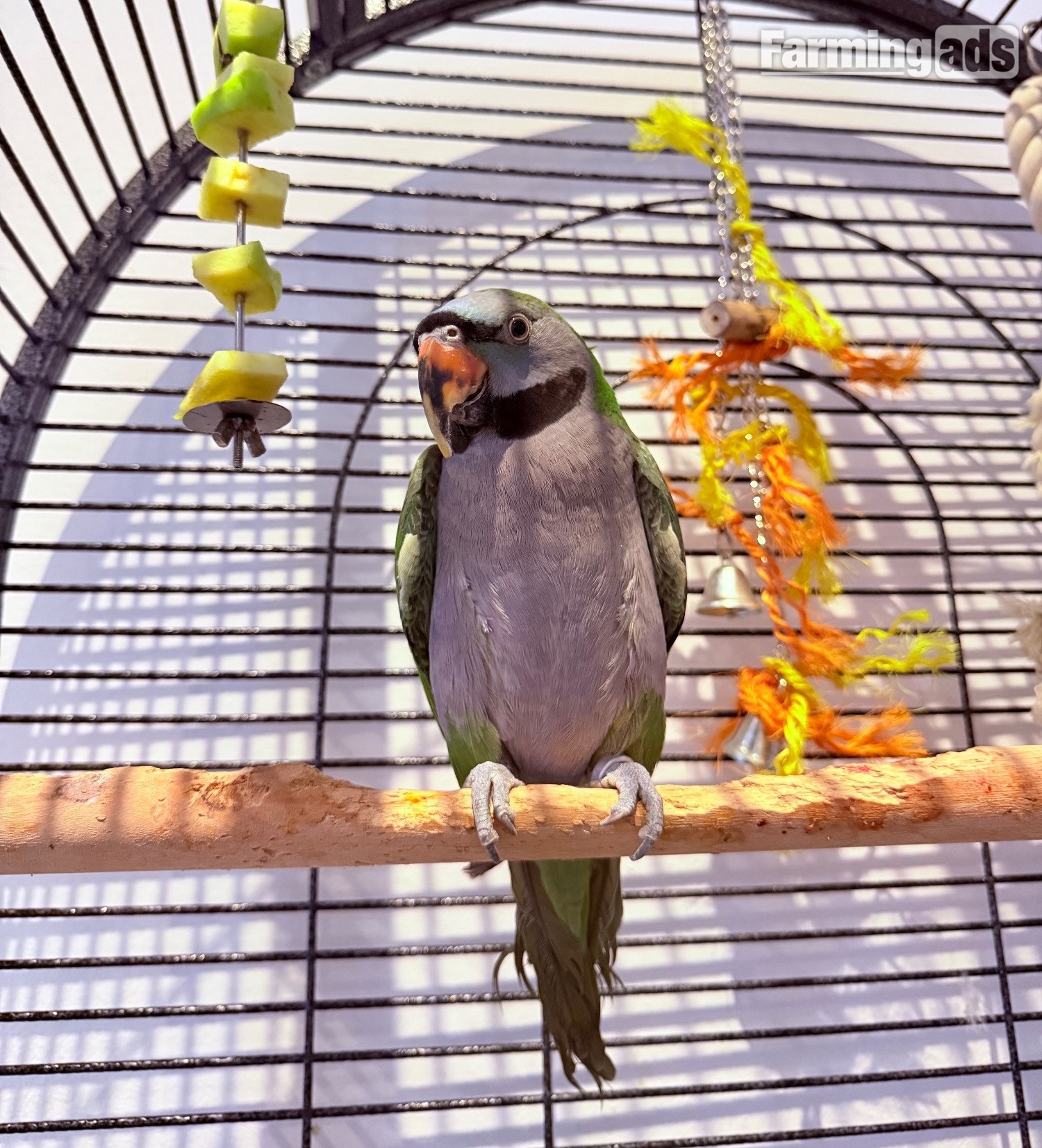 Derbyan parrot looking for new home 