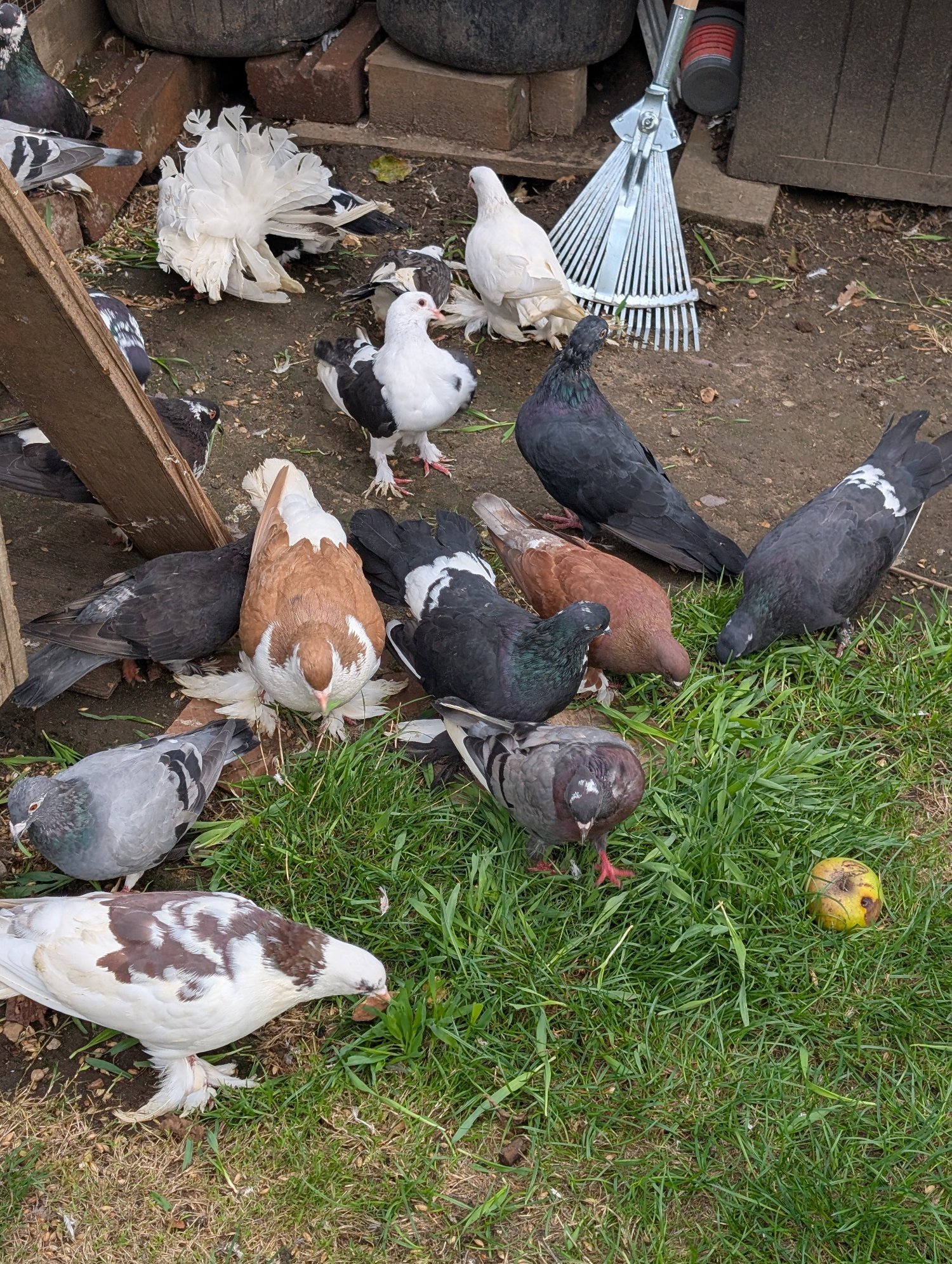 Fancy Pidgeons Mixed Variety - {CATEGORY}