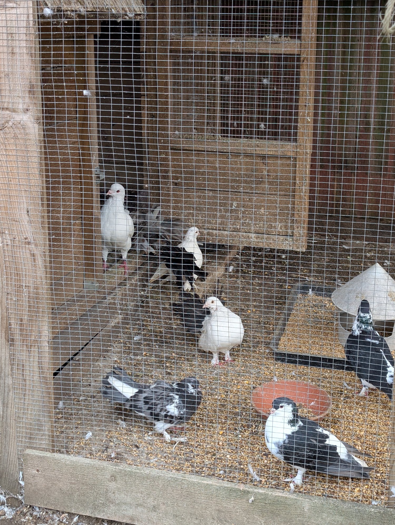 Fancy Pidgeons Mixed Variety - {CATEGORY}