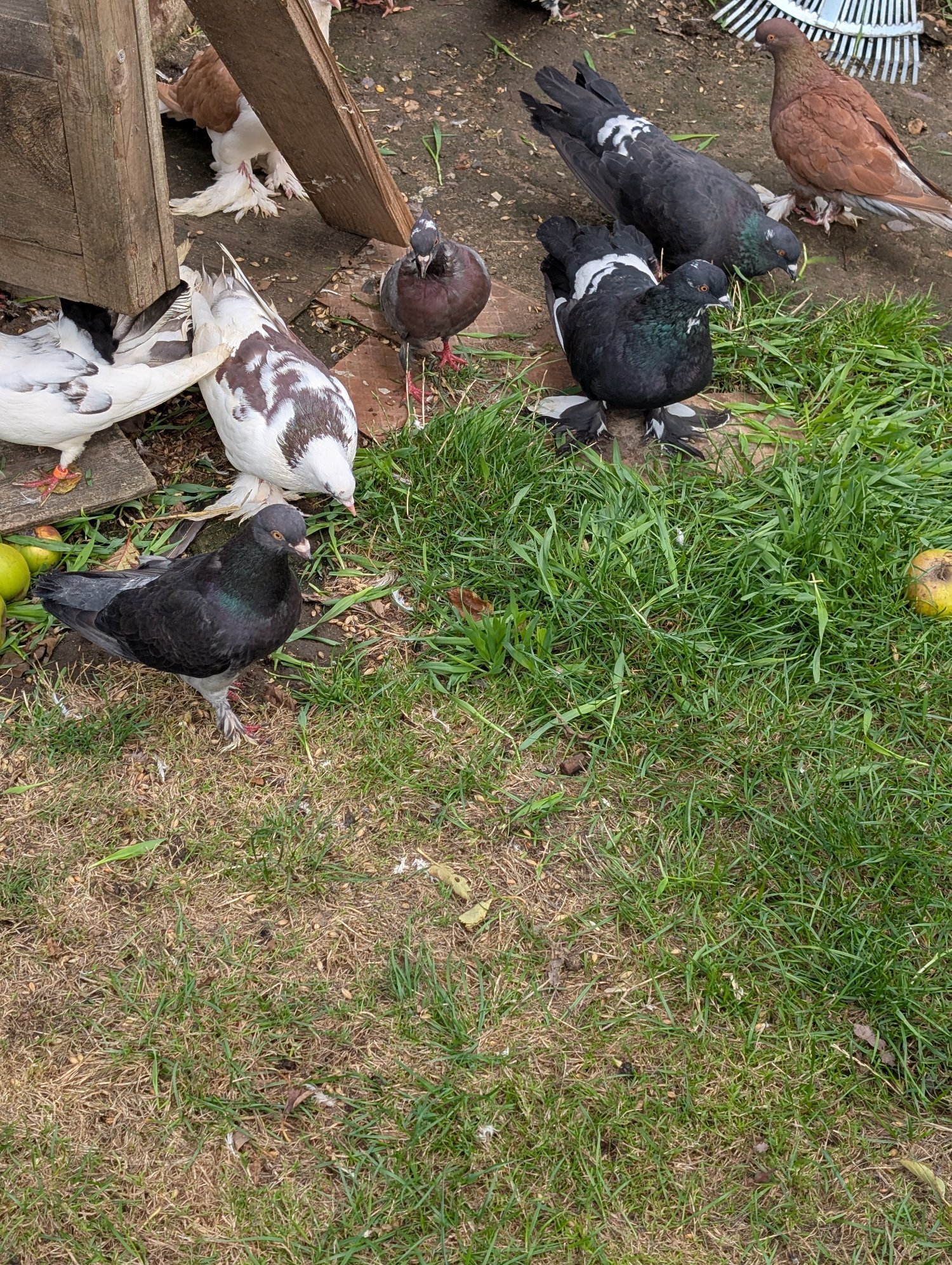 {CATEGORY} - Fancy Pidgeons Mixed Variety