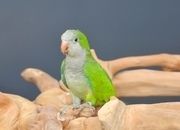 Baby Quaker Talking Parrots