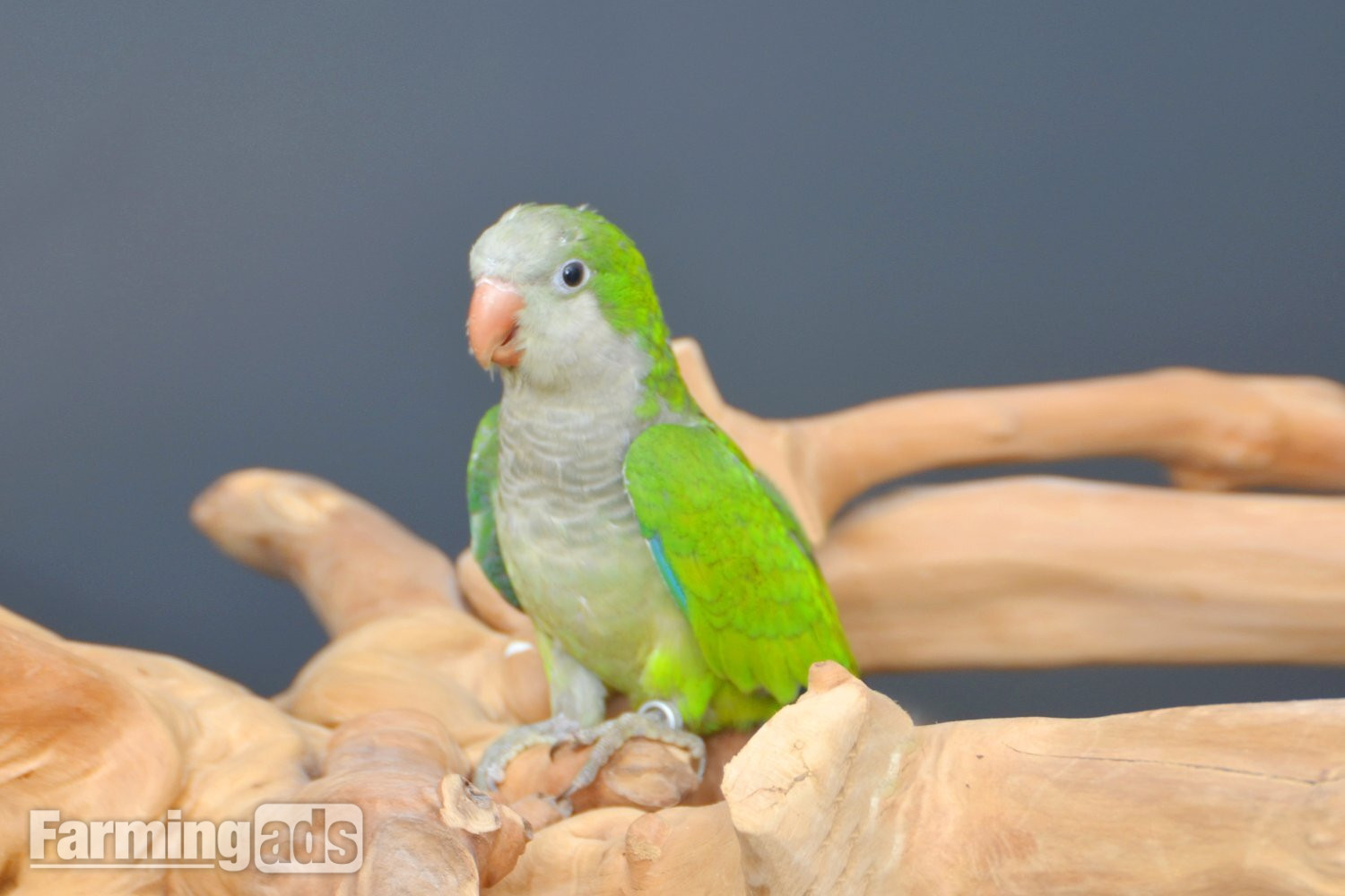 Baby Quaker Talking Parrots