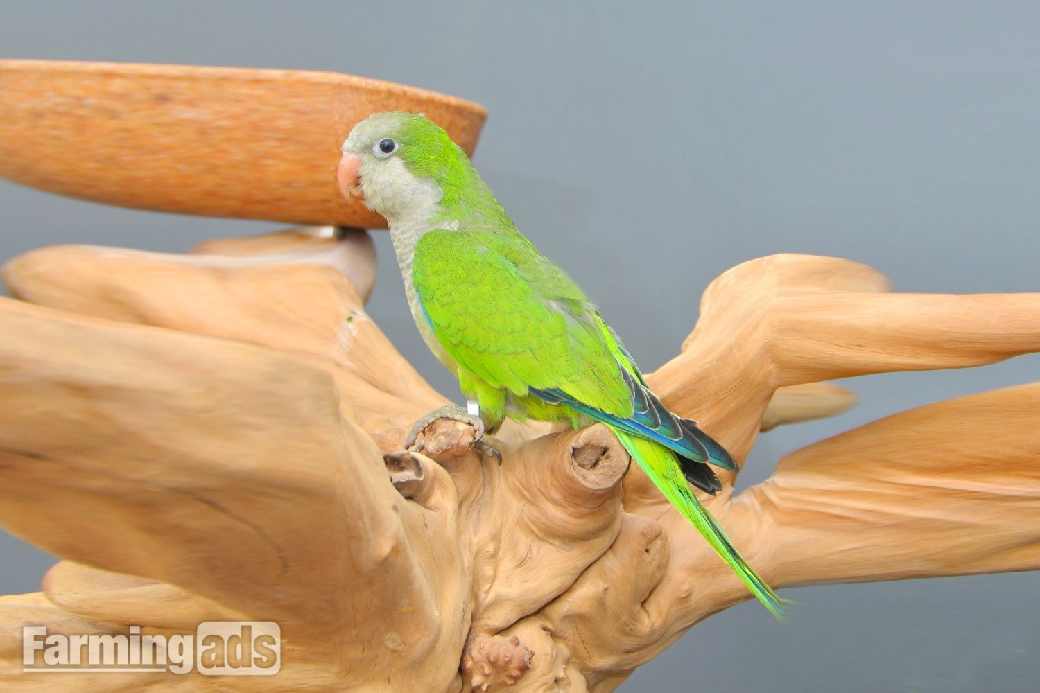 Baby Quaker Talking Parrots