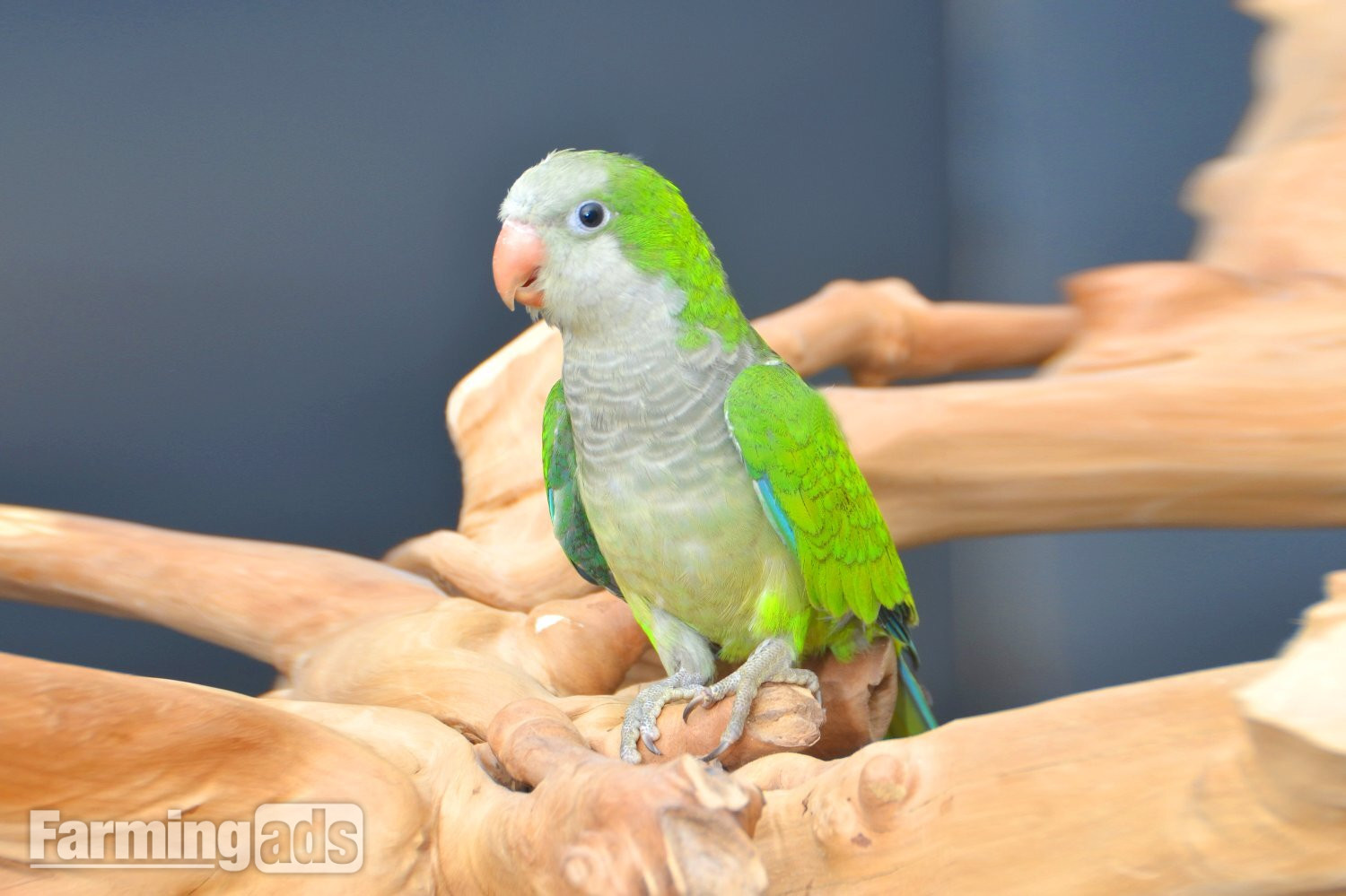  Baby Quaker Talking Parrots