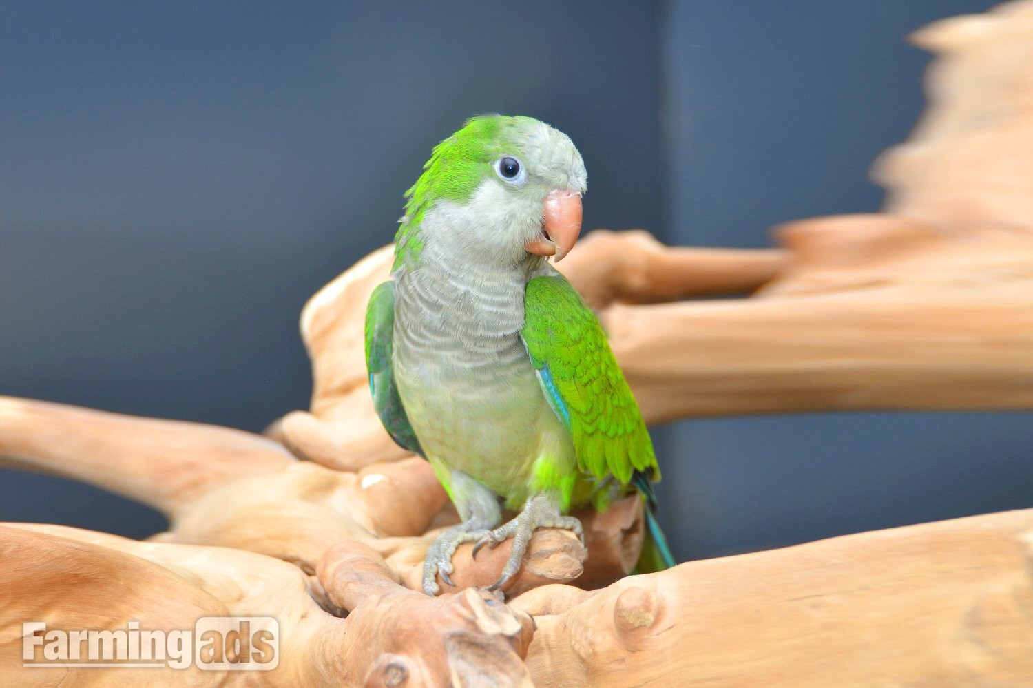 Baby Quaker Talking Parrots - {CATEGORY}