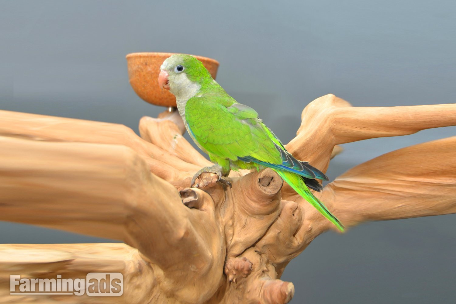 Baby Quaker Talking Parrots - {CATEGORY}