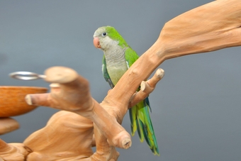 Baby Quaker Talking Parrots