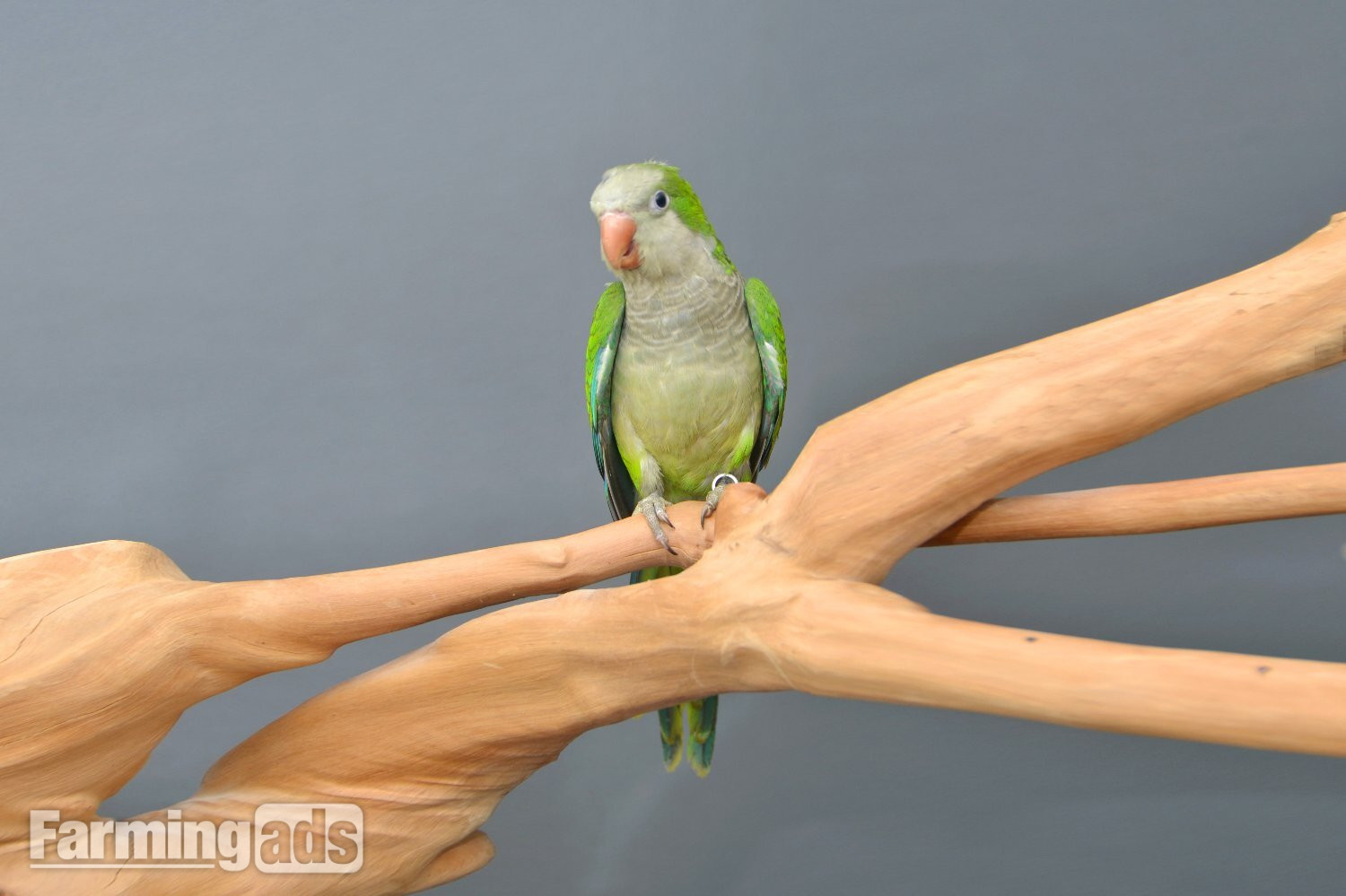 Baby Quaker Talking Parrots 