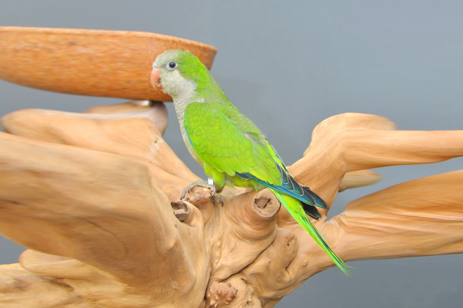 Baby Quaker Talking Parrots