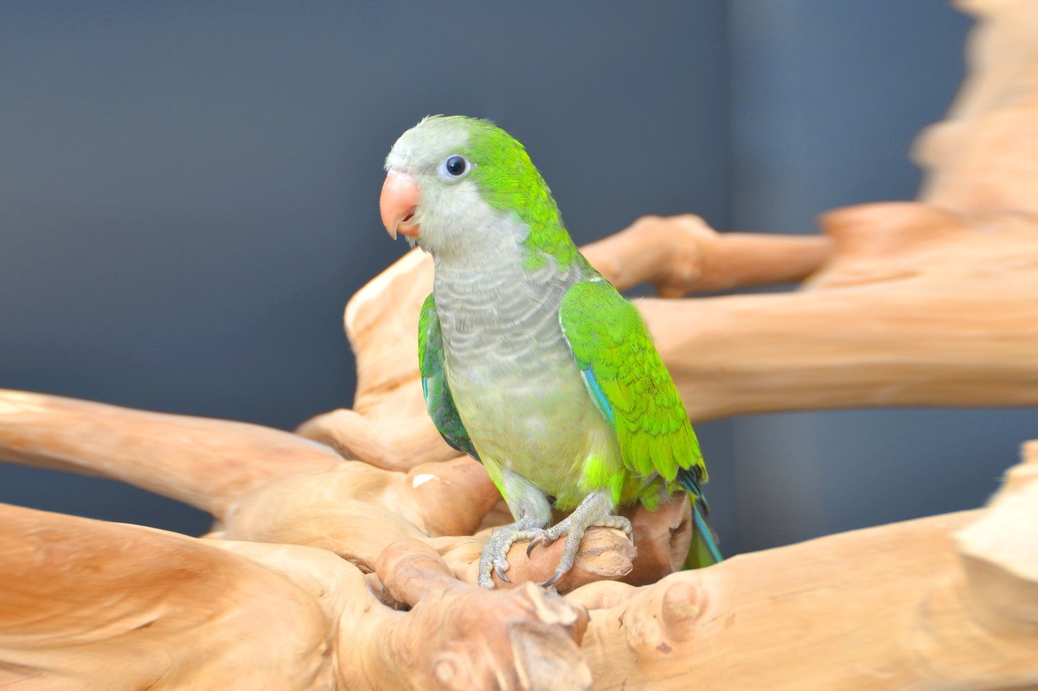  Baby Quaker Talking Parrots