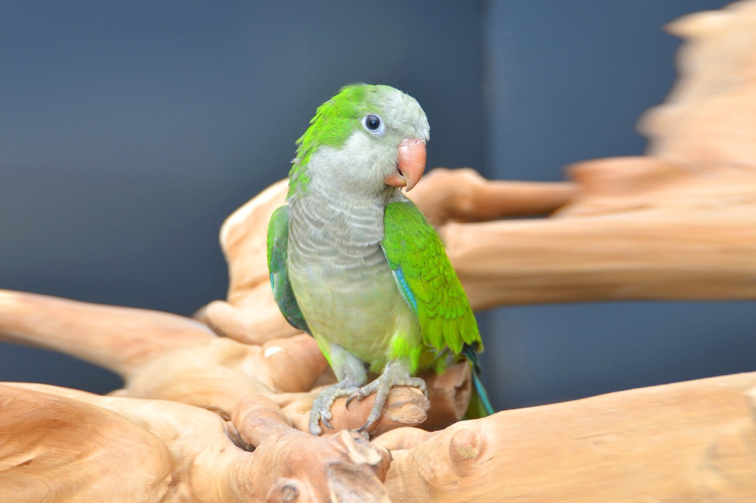 Baby Quaker Talking Parrots - {CATEGORY}