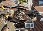 Golden eagle X Harris Hawk 