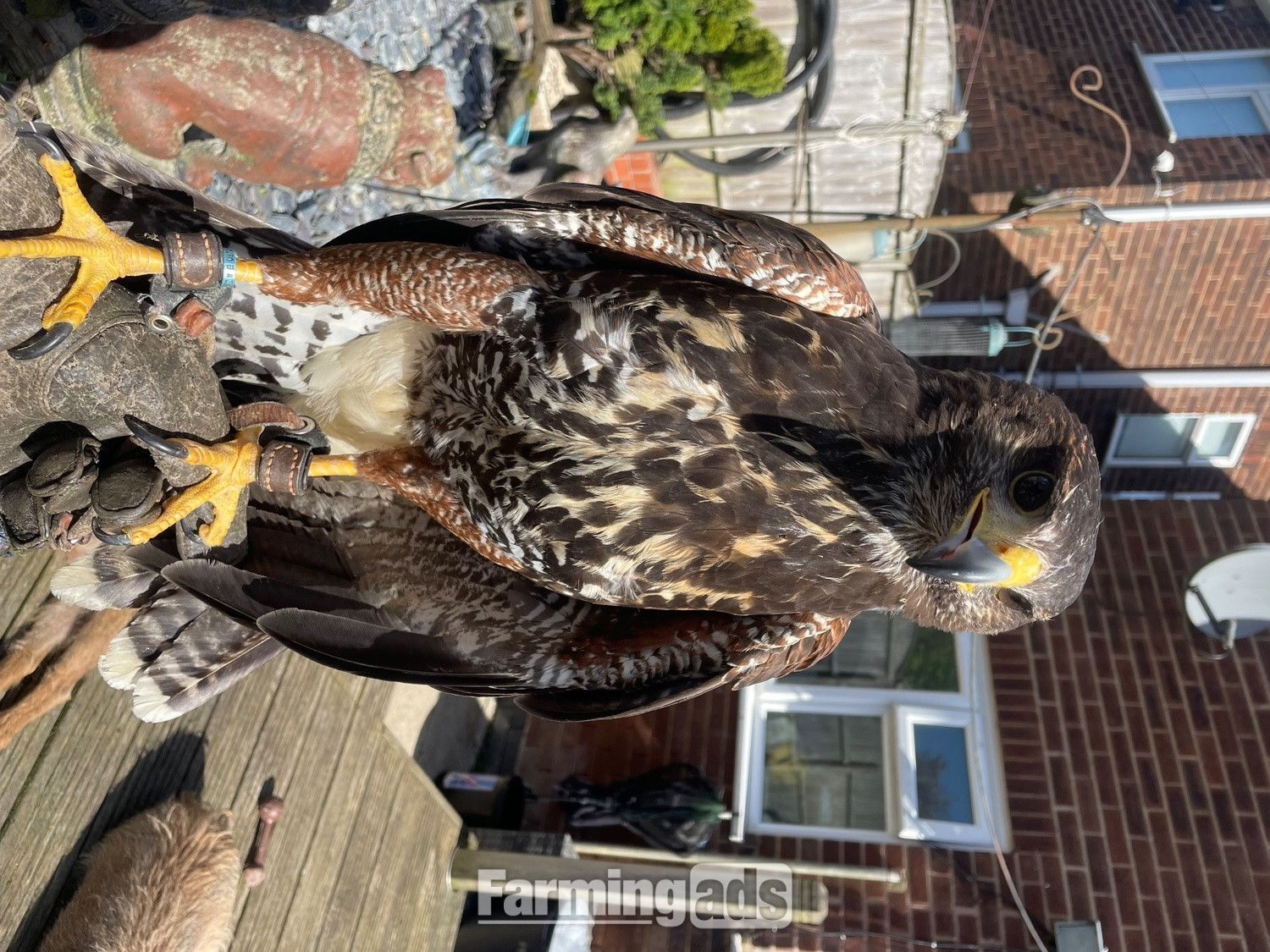 Golden eagle X Harris Hawk 