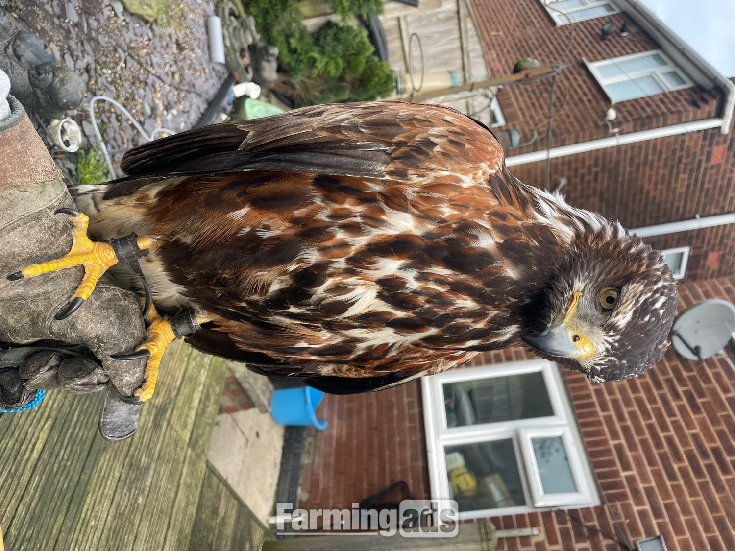 Golden eagle X Harris Hawk 