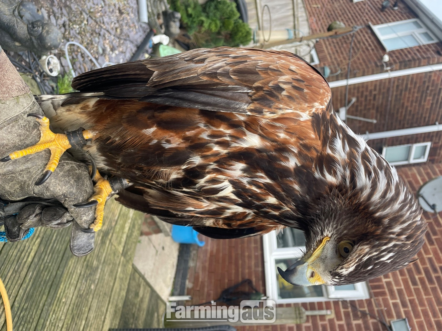 Golden eagle X Harris Hawk 