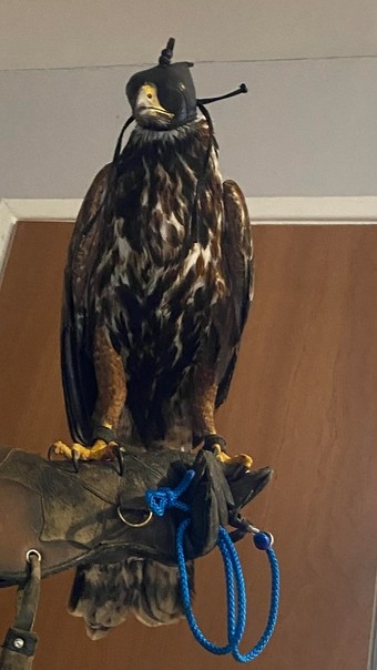 Golden eagle X Harris Hawk 