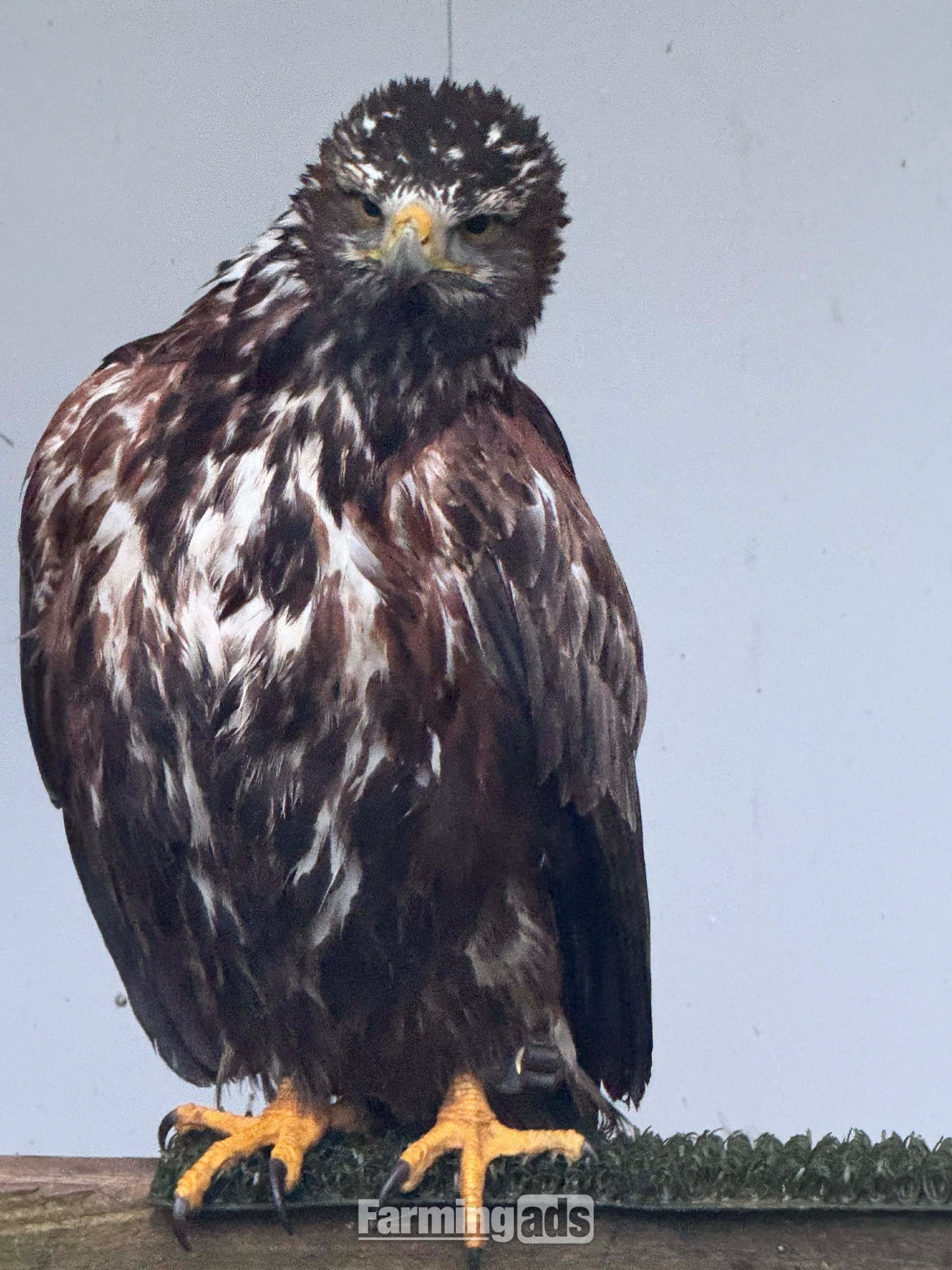 Golden eagle X Harris Hawk  - {CATEGORY}