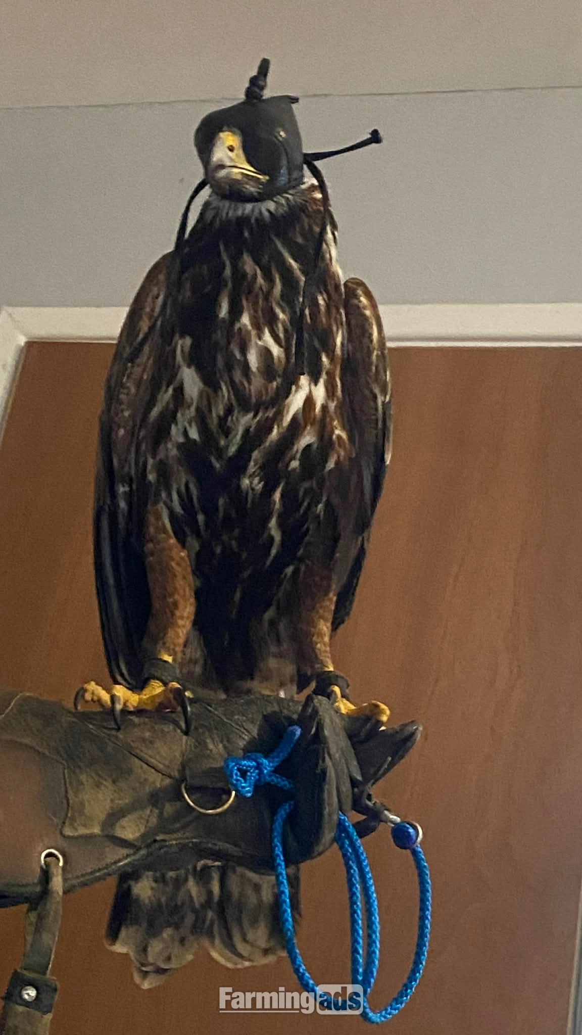 Golden eagle X Harris Hawk  - {CATEGORY}