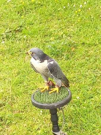 male peregrine falcon for sale