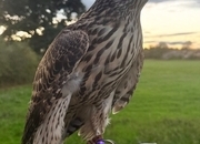 Male Finnish goshawk 