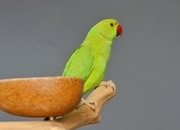 Baby Ring Neck Talking Parrot 