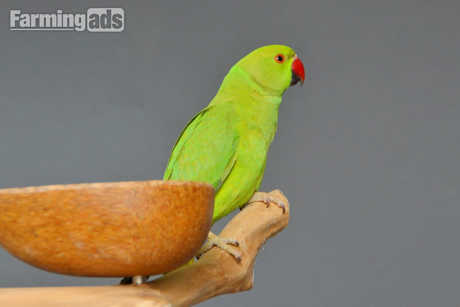 Baby Ring Neck Talking Parrot 