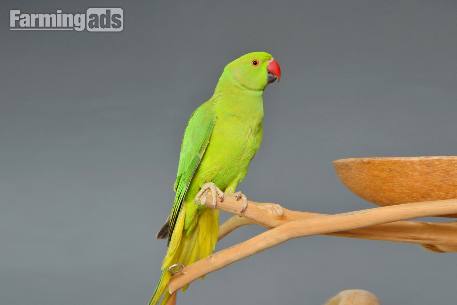 Baby Ring Neck Talking Parrot 