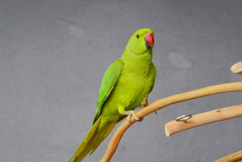 Baby Ring Neck Talking Parrot 