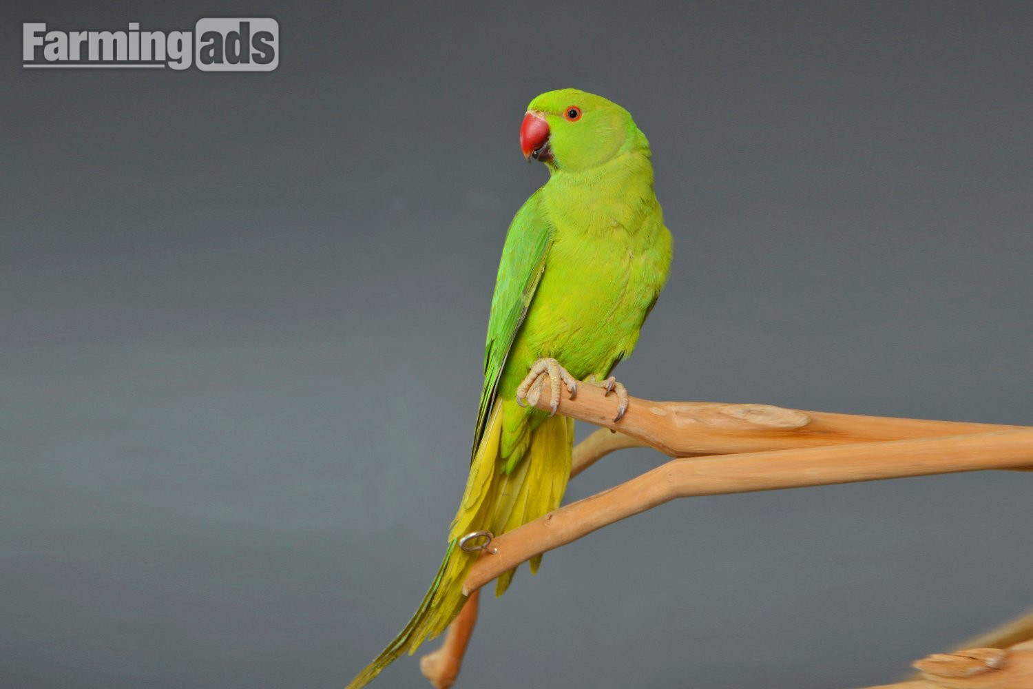  Baby Ring Neck Talking Parrot 