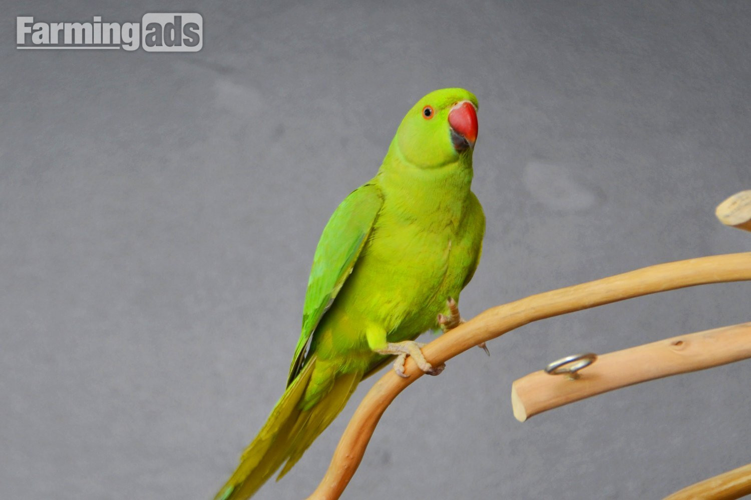 Baby Ring Neck Talking Parrot  - {CATEGORY}