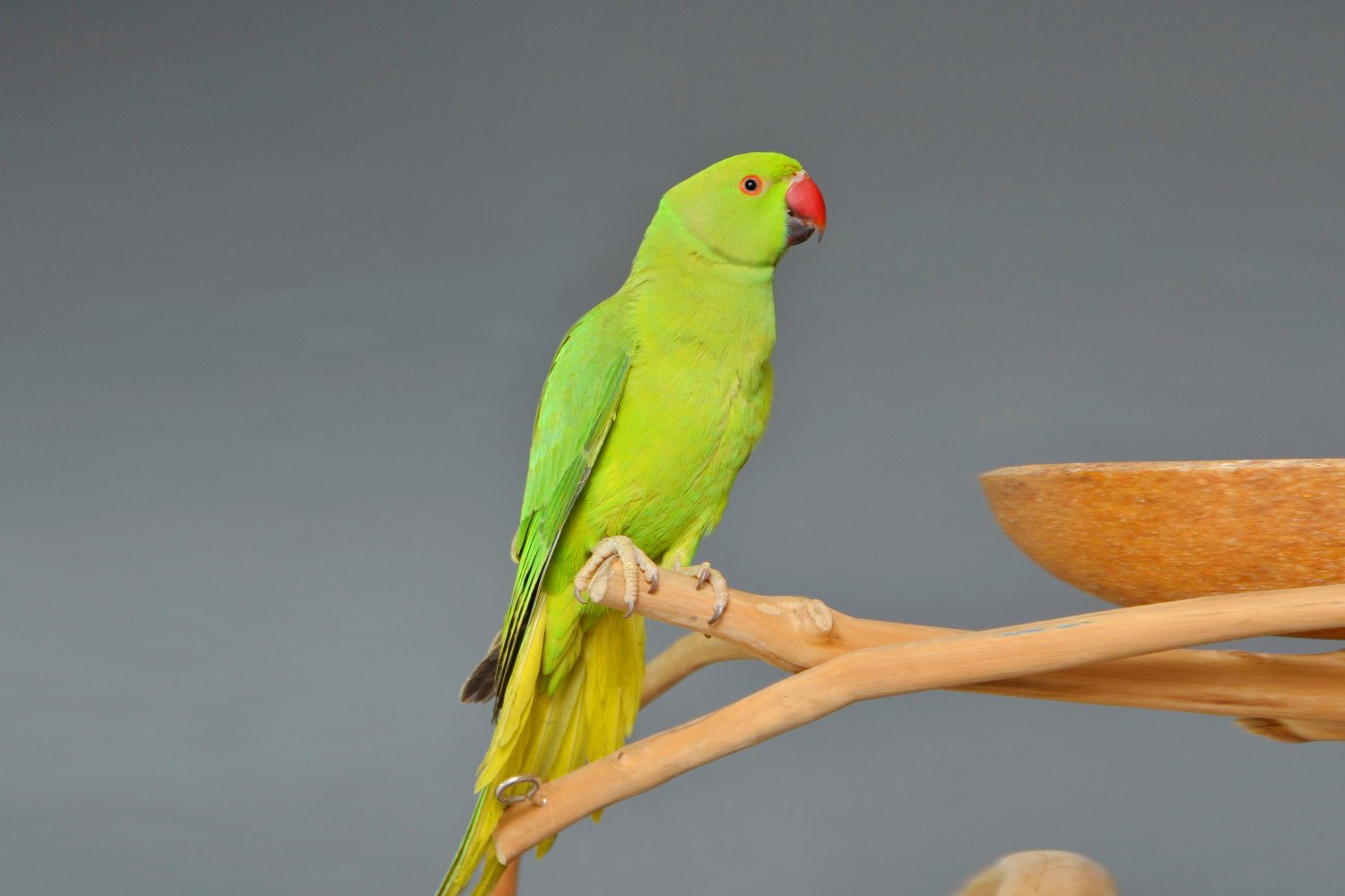 Baby Ring Neck Talking Parrot 