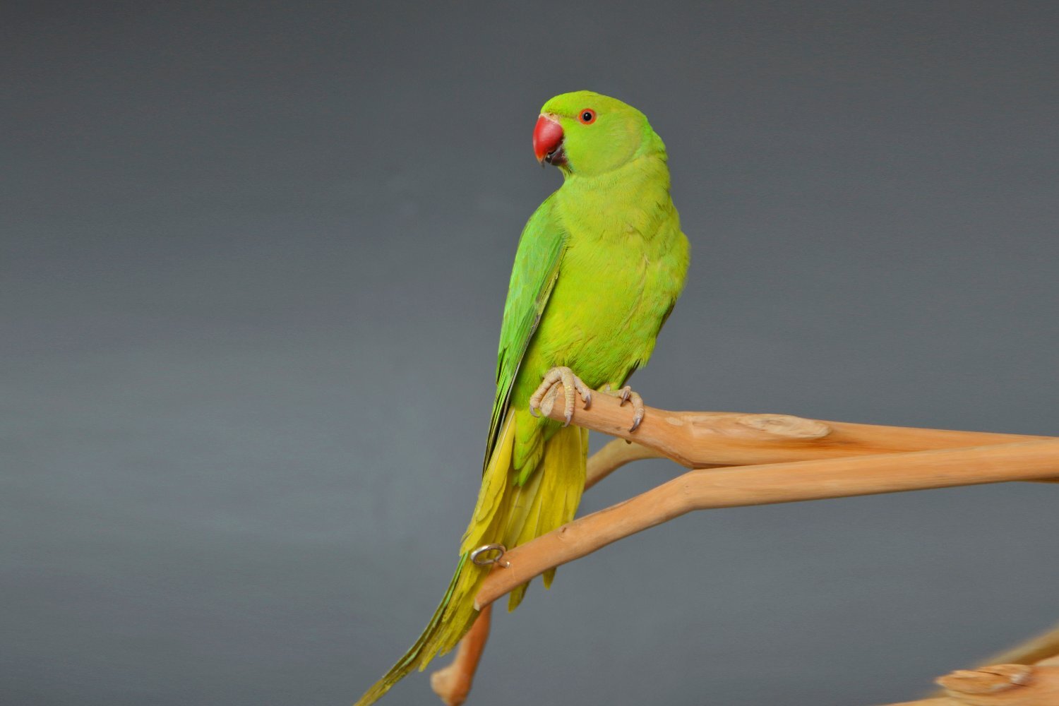  Baby Ring Neck Talking Parrot 