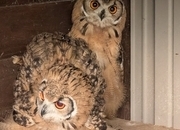 Baby Bengals Owls - parent reared 