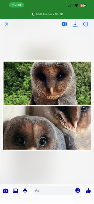 Breeding proven pair of melanistic Barn owls 