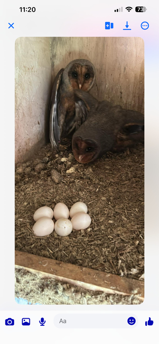 Breeding proven pair of melanistic Barn owls 