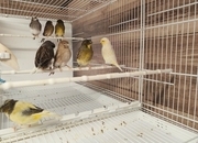 For sale: Gloster canaries 