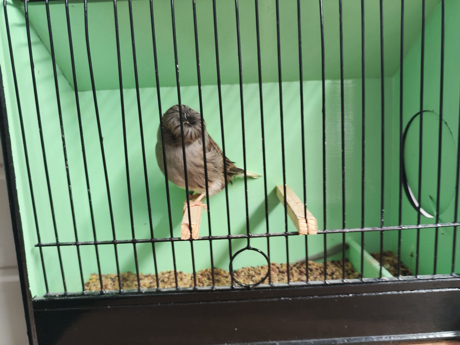 For sale: Gloster canaries 