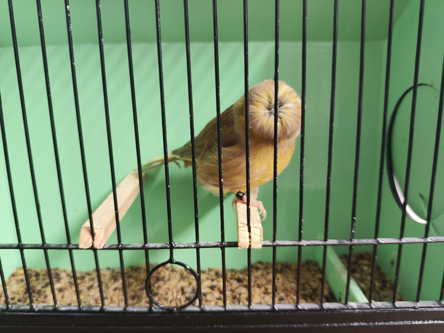  For sale: Gloster canaries 