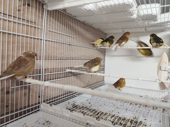 For sale: Gloster canaries 