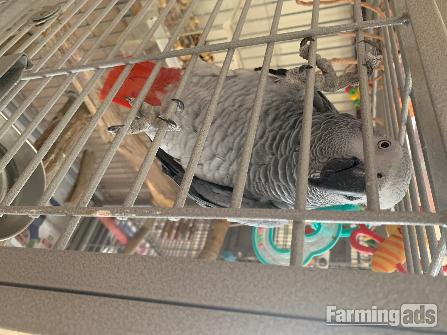 Female gray and cage 