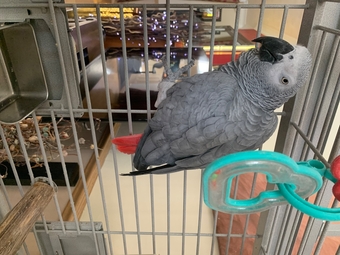 Female gray and cage 