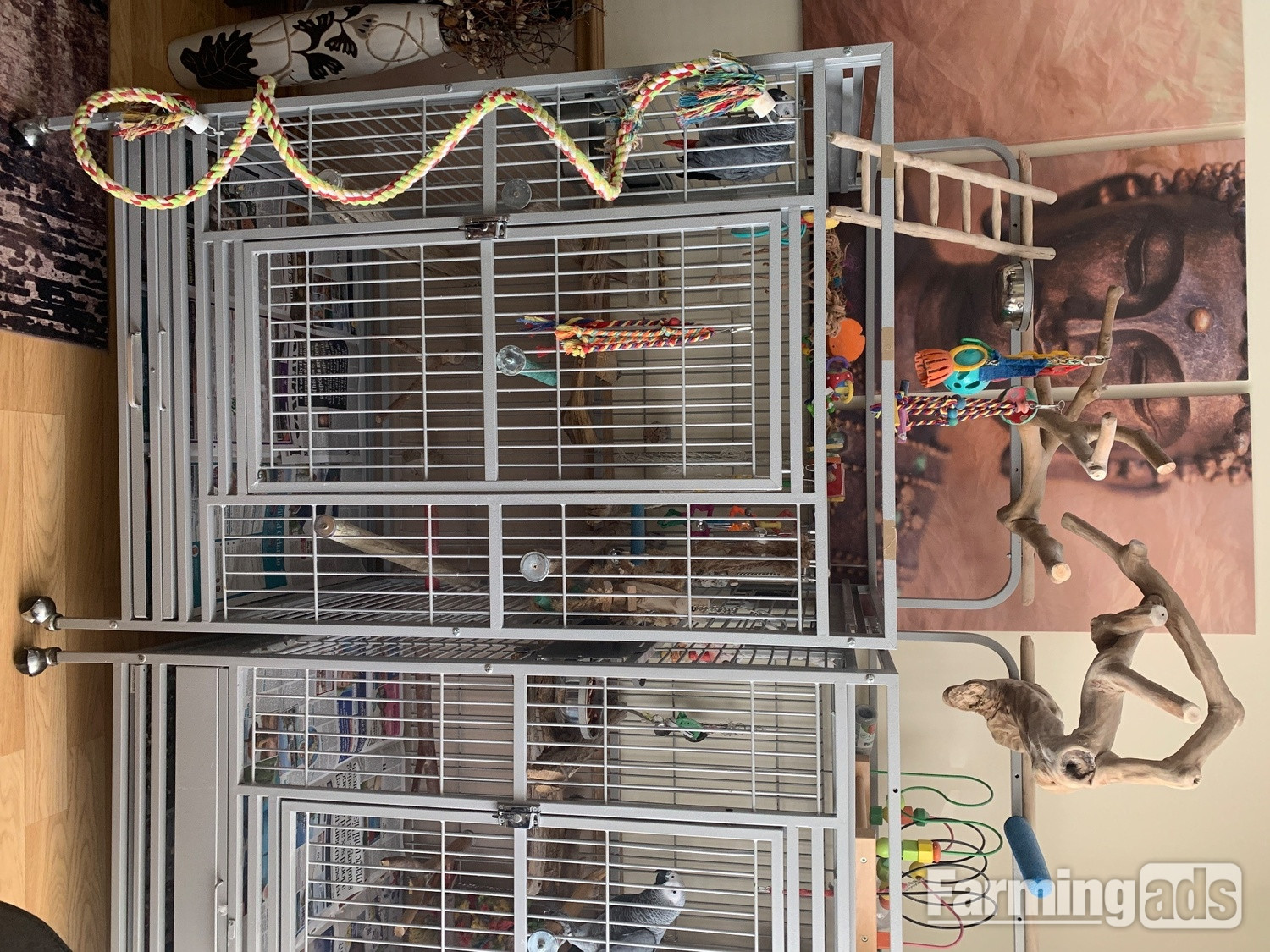 Female gray and cage 